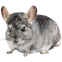 Chinchilla