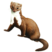 Ferret