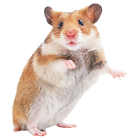 Hamster